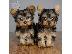 PoulaTo: Yorkshire Terrier Mini