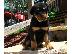 PoulaTo: Προσιτά κουτάβια Rottweiler