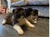 PoulaTo: ΚΑΤΑΠΛΗΚΤΙΚΑ ΥΠΗΡΕΣΙΑ ΑΚΙΤΑ PUPPIES SVSILABLE