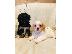 PoulaTo: Cavapoochons za prodaju kontaktirajte me putem (whatsapp 32460219218) ili (viber 237679571...