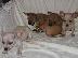 PoulaTo: register chihuahua  puppies for 300€