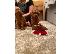 PoulaTo: Όμορφα κουτάβια της Toy poodle