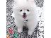PoulaTo: Αγόρι και κορίτσι Kc Pomeranians. Kc pomeranians