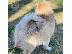 PoulaTo: κουτάβια pomsky