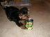 PoulaTo: Yorkshire terrier κουτάβια